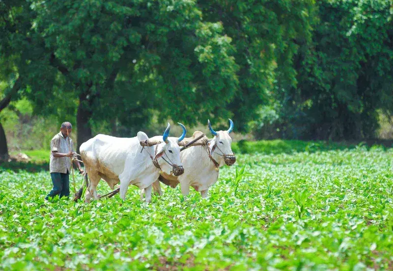 Cultivating Eco-Balance
