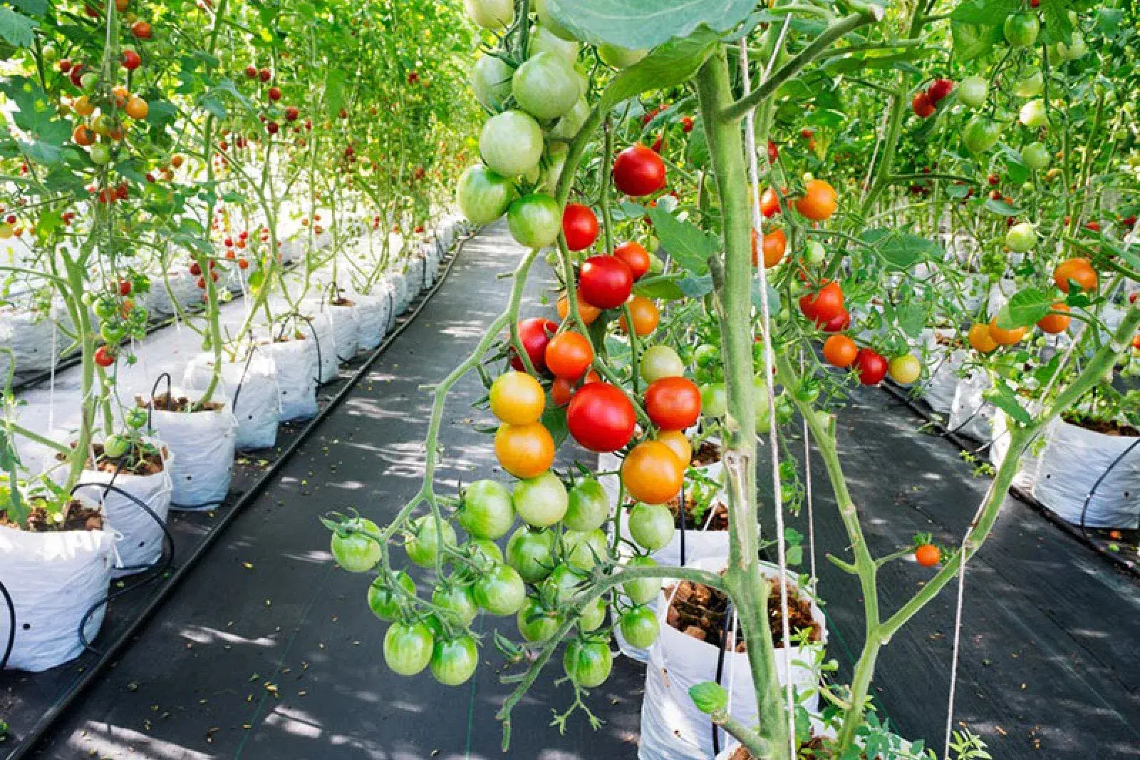 Cultivating Innovation
