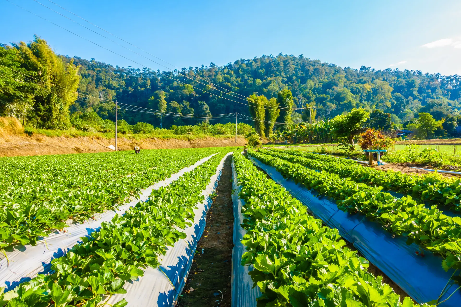 Pioneering Agricultural Innovation
